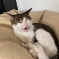 Rodrigo (@voits) 's Twitter Profile