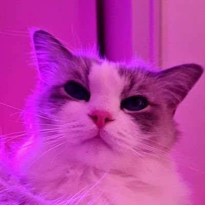 Streamer | Australia