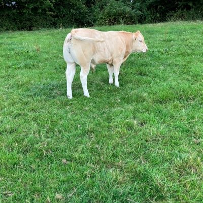 Carolanjm's profile picture. A long suffering Meath and Man Utd fan