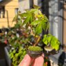 KOTA_bonsai's profile picture. 盆栽歴14年目の25歳。祖父の影響で興味を持ち、小学生時代より盆栽を触り始める。盆栽／熱帯植物／爬虫類 ／メダカ等楽しんでます。 盆栽の生育記録が中心です。
