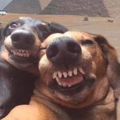 andmsdev's profile picture. Farinha de algum saco qualquer por aí