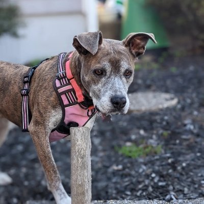 DYB_EDPharm's profile picture. PharmD | EMSOP'13
MS Health Informatics | USF'18
MPH | USF’23
EMT, BCPS, BCEMP, CPH