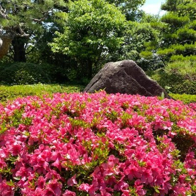 楽水園、松風園、友泉亭公園の公式アカウントです。
現在のTOP画像は松風園から。2023/5