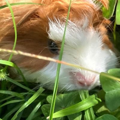 isabellagpal's profile picture. 