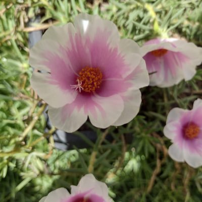 Twi_Doramas's profile picture. 