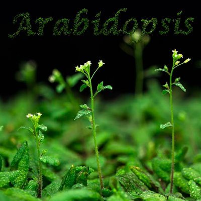 dzhao393's profile picture. Plant Development Biology and Molecular Genetics Lab