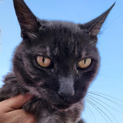 Cony_IR's profile picture. #塚不二 
ESP/ENG/日本語