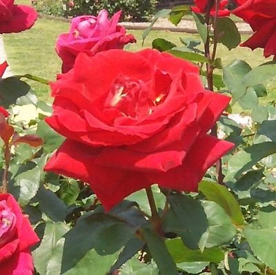 sakira9731's profile picture. 『文化』を愛する陰キャコミュ障BBA。
基本的にぼっち壁打ち民です。
人の気持ちがわからない民なので繊細さんはフォロー非推奨。