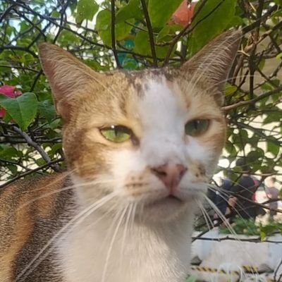 meng_1007's profile picture. katanya dengan mendengarkan curhatan orang lain bisa berdampak baik ke diri kita. coba sini yang mau curhat, gw dengerin sampe kelar.