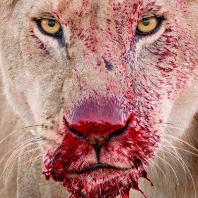 StanTheMan1978's profile picture. Serie A. Juventus. SHL. Örebro Hockey. Motorsport. Volvo.