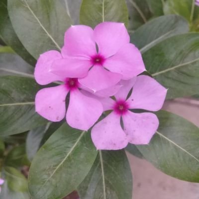 harunnote9's profile picture. 