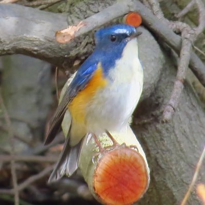 趣味で野鳥観察•撮影や鳥のイラストを描いている岡山在住の中学生です。 撮影機種はCanon sx50hsです。写真の無断転載はやめて下さい。リツイートは大歓迎です！！