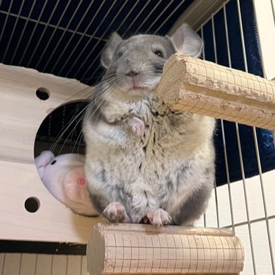 我が家のチラ家族は全員バイオレットです♪ 父ちゃん→アダム 母ちゃん→イブ 長男→カイン 次男→アベル 長女→セト の5チラ家族です♪ 三匹は2023.4.13生まれの三つ子です♪