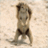 biqejupyk's profile image