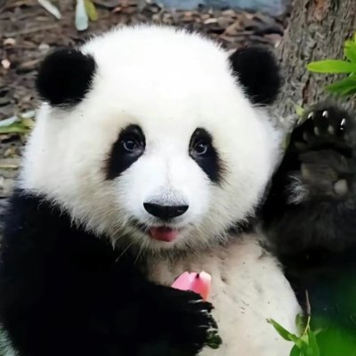 reghasllu's profile picture. Unique elegance, showing the beauty of connotation.