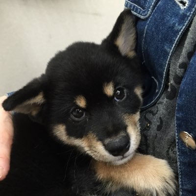 kirismilesou's profile picture. 37男。今ブログではPythonの練習を。ツイッターでは主に歯磨きを。
リアリティでは株を一緒に学べるように。チャットGPT4、Midjourney、で遊んでます