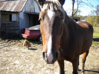 housewifemomof3's profile picture. i am a stay at home mom of 3 great kids. i love music and horseback riding.