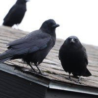 Rue Whimsy (@rue_whimsy) 's Twitter Profile