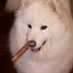 Gilberto K K Leung (@leung_gilbert) Twitter profile photo