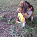 John Schaffner - @RavensBALT - Twitter