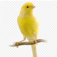 sarıkanarya.nokta (@anl84686319) 's Twitter Profile