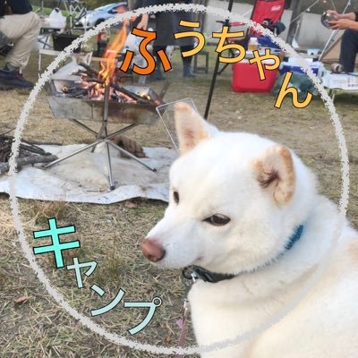 こんにちは！ふうちゃんキャンプです🐶 おもしろ可笑しい愛犬白柴ふうちゃんの日常と キャンプや旅行などの様子をyoutubeで配信中！動画編集依頼はDMで！ ▸⃞https://t.co/TNMALbXBNW