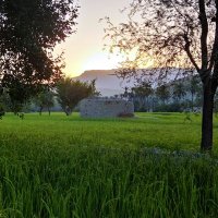 پاکستانی 🇵🇰 (@leo_fhv) 's Twitter Profile