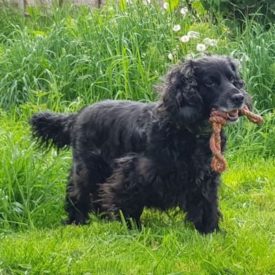 Hi we are the Wakeford Family consisting of Bob, Hazell, Callum and Buster the Cocker Spaniel .