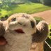 Sunny the Porg (@sunnytheporg) Twitter profile photo Sunny the Porg (@sunnytheporg) Twitter profile photo