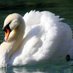 Swan Creek (@swan_creek1) Twitter profile photo Swan Creek (@swan_creek1) Twitter profile photo