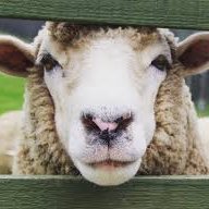 𝑆𝑝𝑜𝑖𝑙𝑡𝑉𝑖𝑐𝑡𝑜𝑟𝑖𝑎𝑛𝐶ℎ𝑖𝑙𝑑 (@svchild) 's Twitter Profile Photo