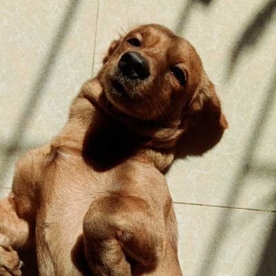 sheensbeanz's profile picture. joie de vivre