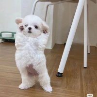 小龙 ^.=.^ (@00xiaolong00) 's Twitter Profile