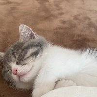 Komore (@yunrun_lin) 's Twitter Profile