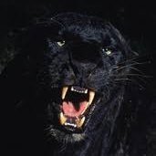 black panther (@amir7862008) 's Twitter Profile