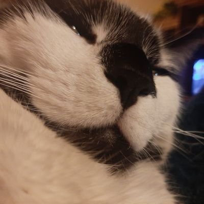 no_the_cat's profile picture. Hi, my name’s No, short for Nosferatu