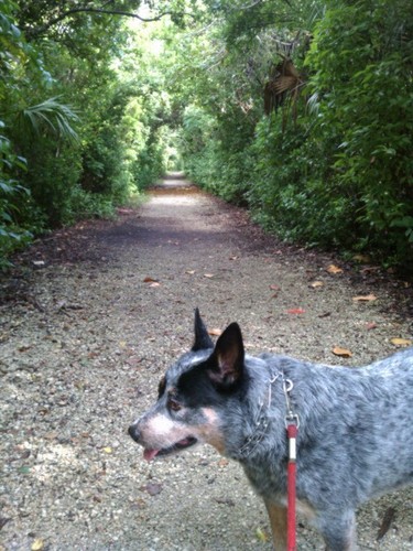 oliverbroward's profile picture. (random) enthusiast, read, write, cook, bike and backpack while occasionally saluting the sun - you know, the usual