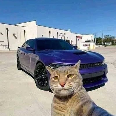 micaelklein_'s profile picture. .