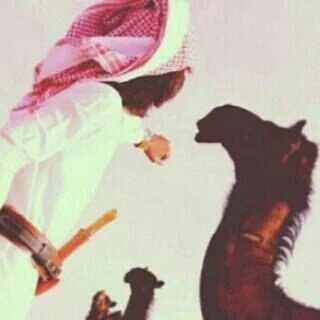 '
طواني فراقك طية البدو لا شدو
خيامٍ تطوى في ظهر كل مطواعي .