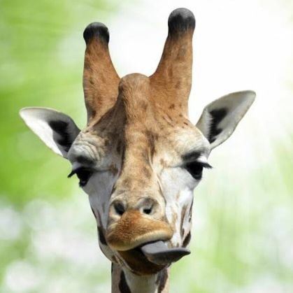 nycamora's profile picture. 