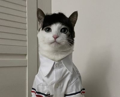 ThePluviophilee's profile picture. akun kucing
