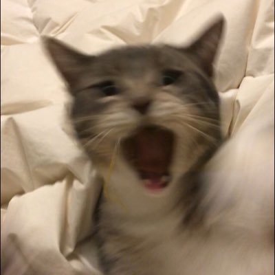 xiaozhan_type's profile picture. ดวงดาวทั้งฟ้าต้องเสียใจและไม่มีสิ่งไหนสวยงามต่อไป ตราบที่โลกนี้มีคนอย่างเธอ ☾wangxiao