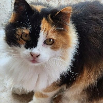 skyblue94490914's profile picture. 20💙35
Kardiyovasküler