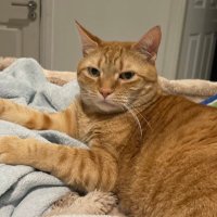Thomas (@thomasnc1230) 's Twitter Profile