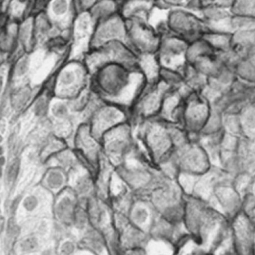 Trotman Lab Profile