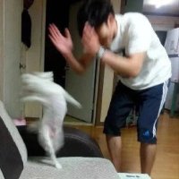 Zi_Fox (@foxzi03) 's Twitter Profile