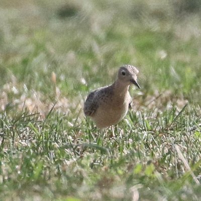 Lifelong birder in the historic Isle of Purbeck esp. St Aldhelms & Studland, unless I can get abroad. Also into  🐬& 🐳. All photos mine, except retweets