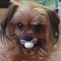 Patriot in Oregon (@datresolutions) 's Twitter Profile