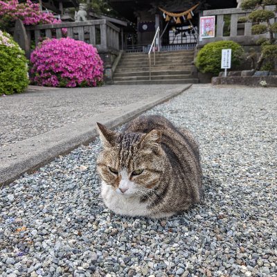 下記のブログは、今のところ、神社がメインになっています。日本語と英語で書いております。
For now, most of the blog posts, of the blog below, are of Shinto shrines.  Written in Japanese & English.