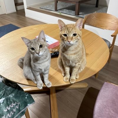 nyaporoa's profile picture. Mリーグ🀄️🐈🐈‍⬛